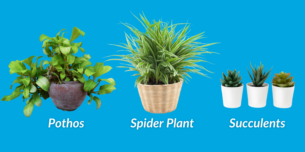 Image features our top pics for kid-friendly plants, the pothos, spider plant and succulents