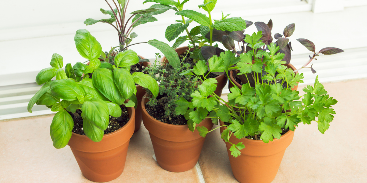 image of common herbs basil, mint and cilantro